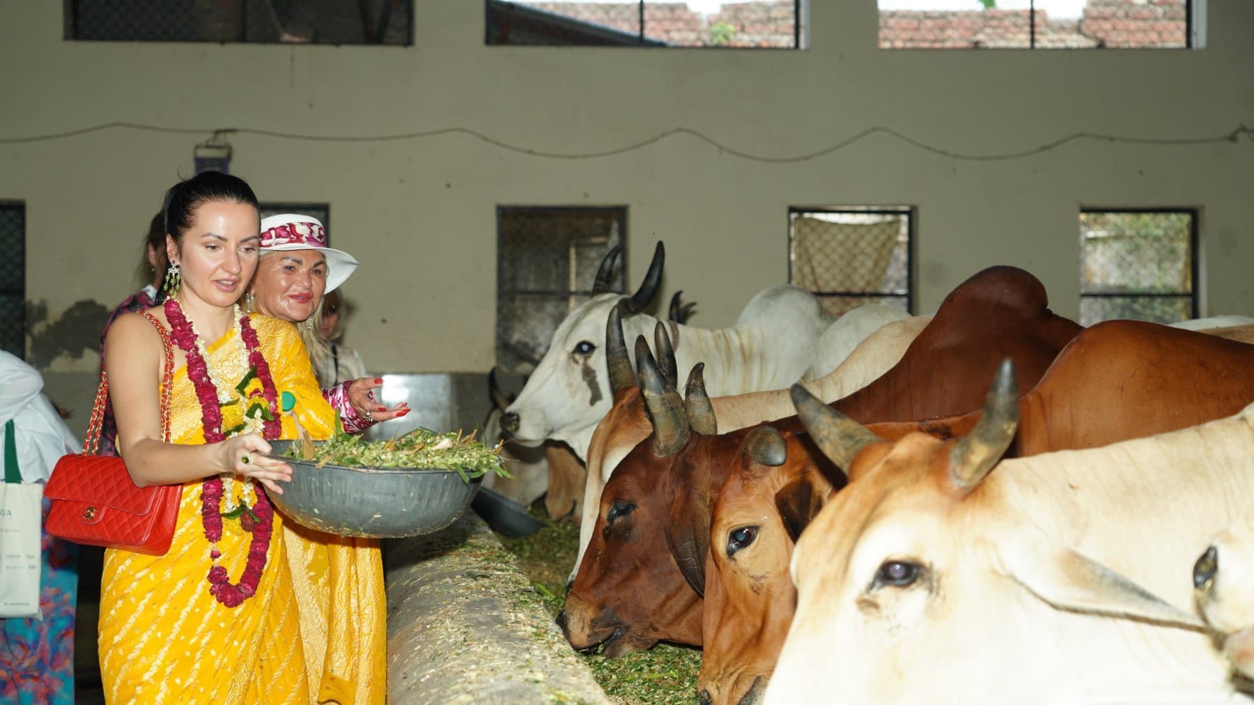 Seva at the goshala